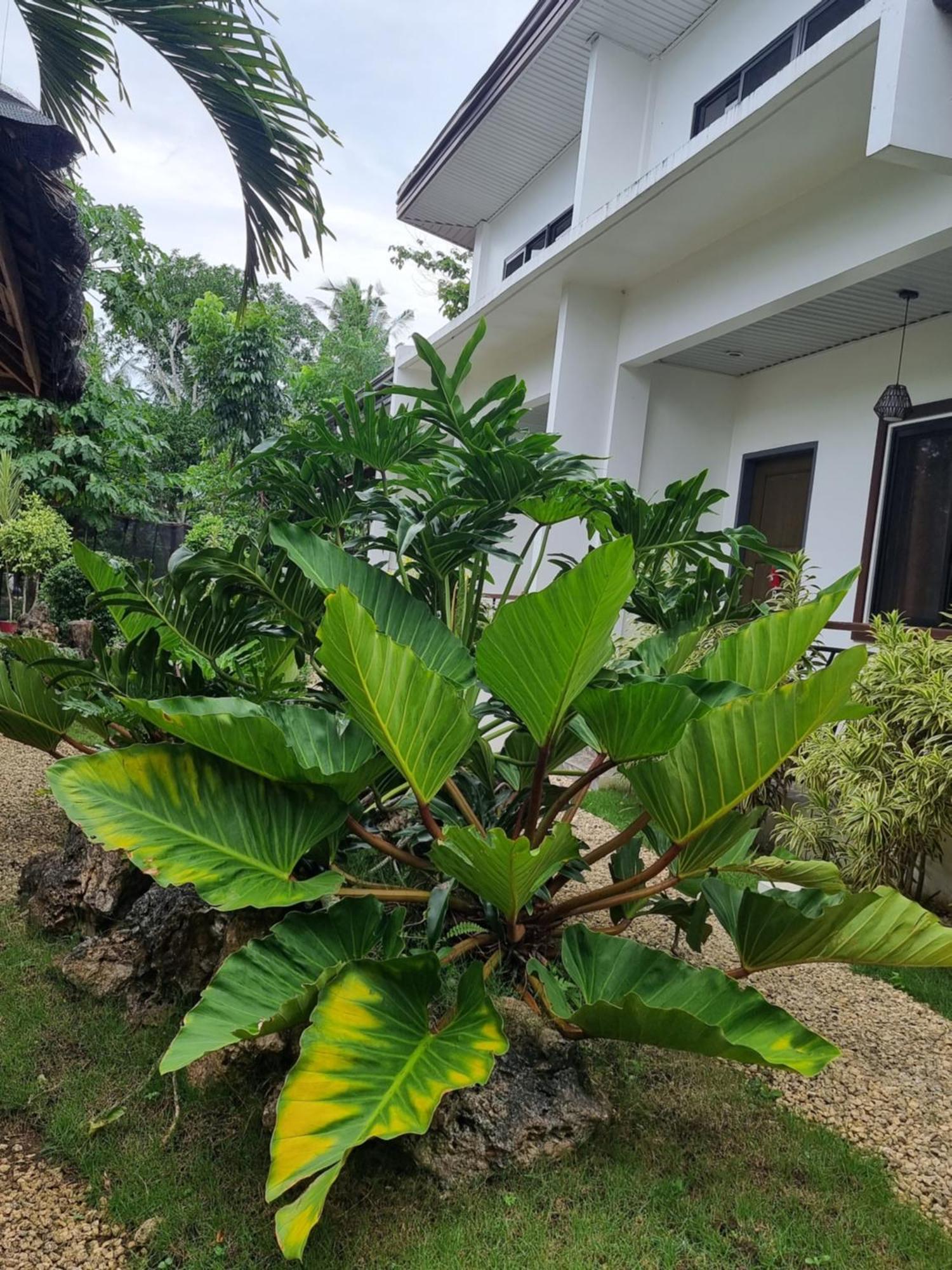 Mannah Garden Staycation Place Panglao Exterior foto